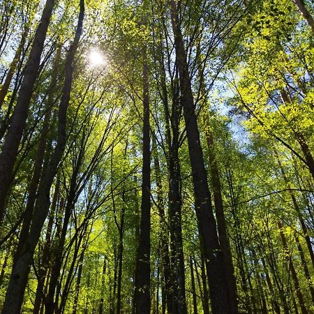 Przy Lesie Bialowieza Exterior foto